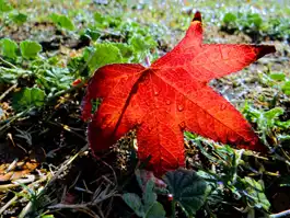 Red Maple Leaf